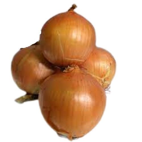 Brown Round Shape Raw Fresh Onion Moisture (%): 88 %