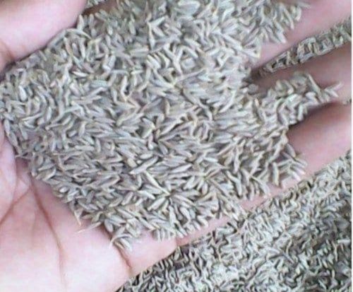 White Food Grade Indian Origin Fine Ground Raw Processing Dried Cumin Seed