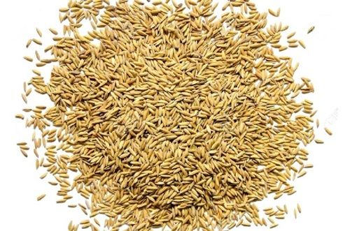 Medium Grain Brown Dried Paddy Rice Broken (%): 1