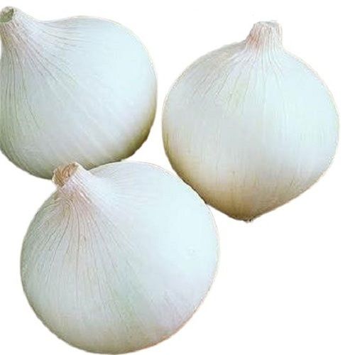 Naturally Grown Round Shape Raw Fresh White Onion