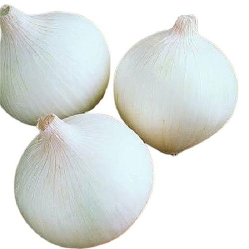 Naturally Grown Round Shape Raw Fresh White Onion Moisture (%): 86%