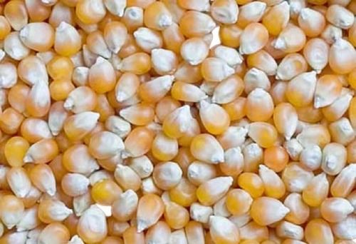 100% Pure Dried Healthy Corn