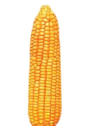 Yellow Commonly Cultivated 100% Pure Fresh Naturally Grown Corn