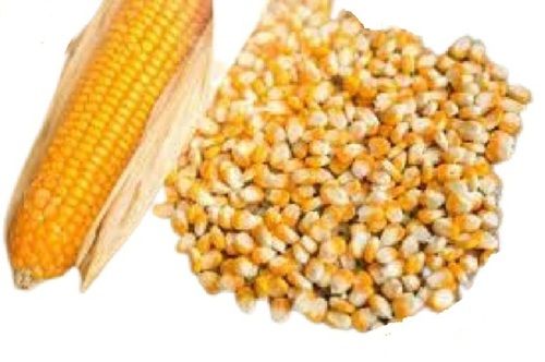 Dried Commonly Cultivated 100% Pure Grade Corn Seed Admixture (%): 5 %