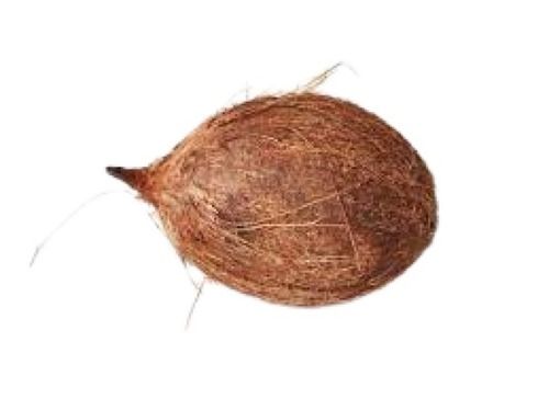 Common Fresh Medium Size Round Shape Matured Brown Coconut