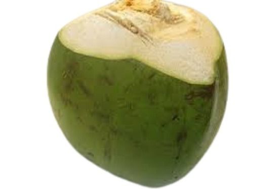 Round Shape Medium Size Young Green Coconut