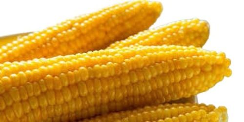 Tasty And Healthy Naturally Grown 100% Pure Fresh Yellow Maize