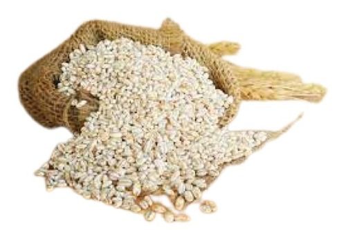 A Grade 100% Pure Dried White Barley Seed