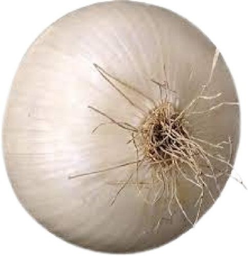 Flavorful Fresh Round Raw White Onions Dehydration Method: Dry Place