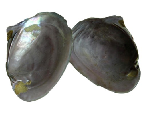 180 ग्राम नेचुरल होल एंड सॉलिड ड्राइड सी शेल