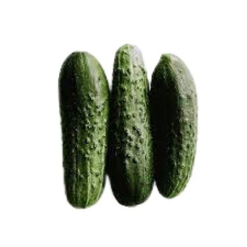 Farm Fresh Long Shape Raw Cucumber 