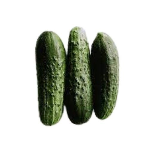 Farm Fresh Long Shape Raw Cucumber  Shelf Life: 3 Days