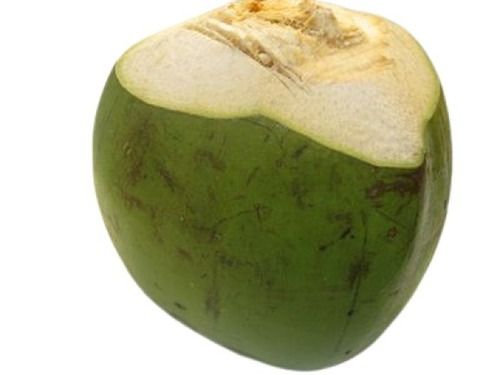 Common Medium Size Round Healthy Natural Rich In Calcium Green Fresh Coconut