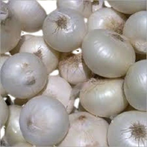 Round Shape Raw Fresh White Onion