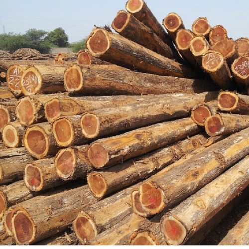 Teak Wood 