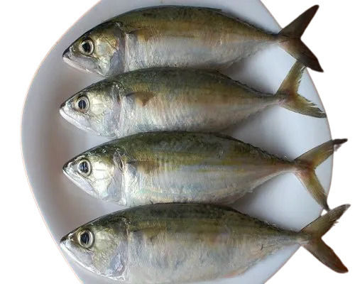 12-22 Inches Long Dried Filament Boneless Fresh Mackerel Fish Seafood Shelf Life: 7-10 Days