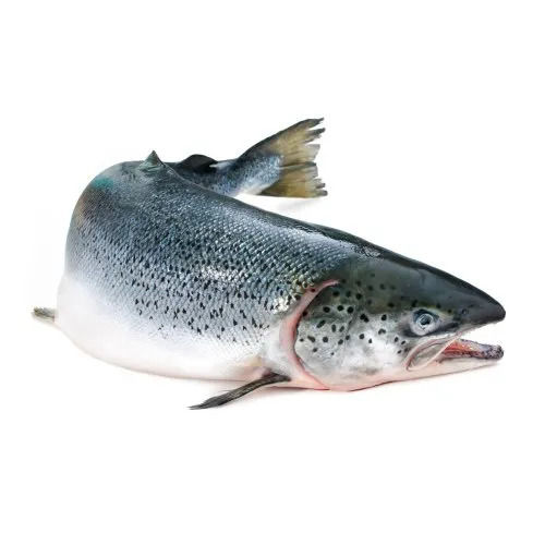 Indian Salmon Fish 20 Inches Salt Preservation Process Filament-boneless  Salmon-fish at Best Price in Junagadh