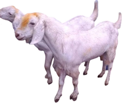 White 80Cm 50-60Kg Short Tails No Horns Dropping Ears Male Sojat Goat For Meat Use