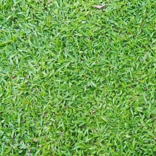 Fresh Pure Natural Small Leaves Buffalo Grass For Garden And Plantation