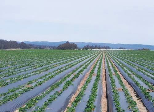 200 To 1000m Grey Black Mulch Film Roll For Agricultural Farms