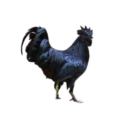 3 Kg Grey-Black Male Kadaknath Breed Live Chicken For Poultry Farming