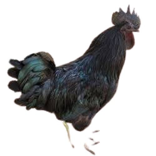 3Kg Black Kadaknath Chicken Gender: Both