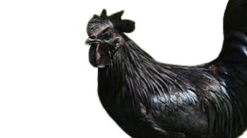 4 Kg Black Kadaknath Chicken