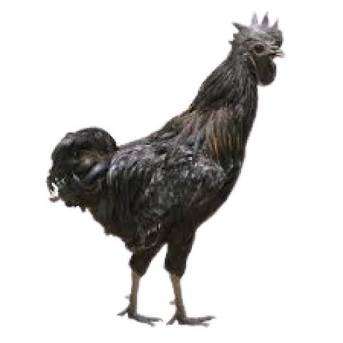 Black Kadaknath Chicken Gender: Both