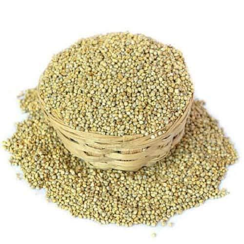 pearl millet