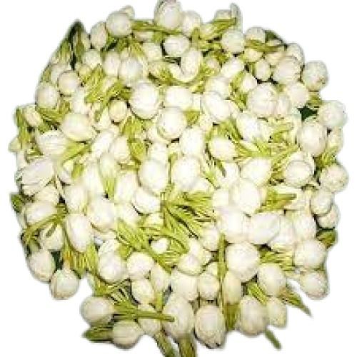 Round Shape Fresh Jasmine Fragrant Flower