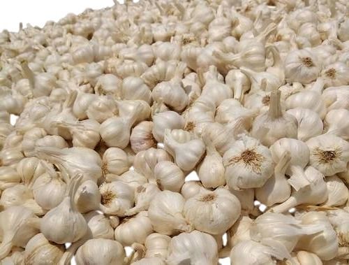 Whole And Raw Commonly Cultivated Semi Round Fresh Garlic Moisture (%): 2%`