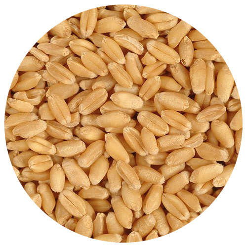 Sharbati Wheat