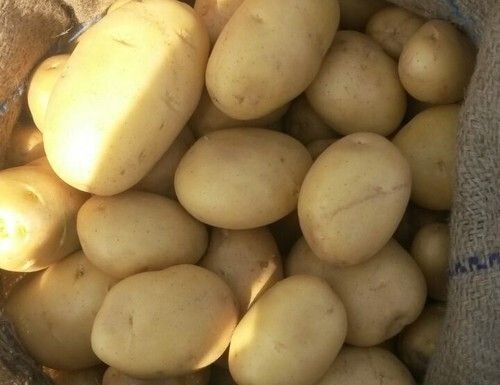 Whole Commonly Cultivated Oval Raw And Fresh Potatoes For Cooking