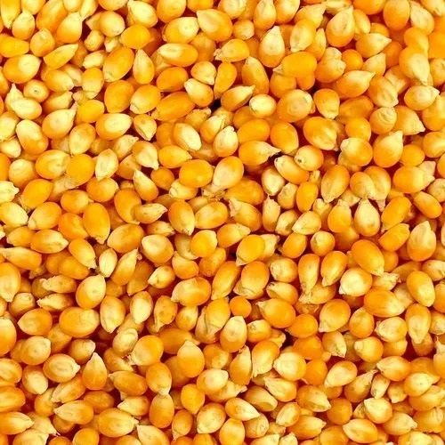 100 % Natural Commonly Cultivated A Grade Raw And Dried Corn