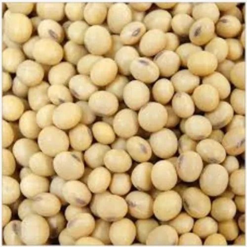 30 Kilogram Dried Commonly Cultivated Organic Soybean Seeds Admixture (%): 0.6 %