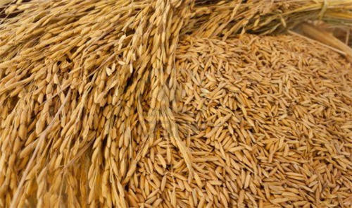 Organic Long Grains Paddy Seeds For Cooking Use