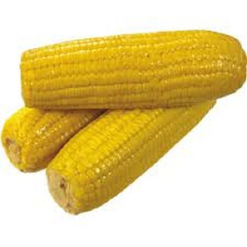 100 Percent Pure And Organic A Grade High Nutrients Yellow Maize