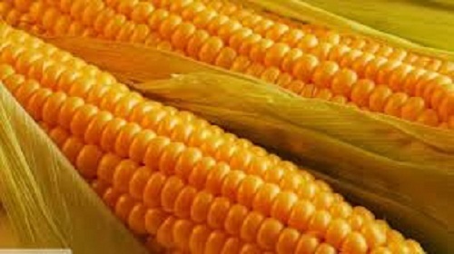 पीला मक्का का मिश्रण (%): 2%