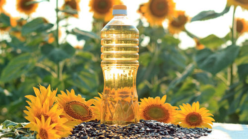 100% Pure Organic And Natural Sunflower Oil For Cooking Use