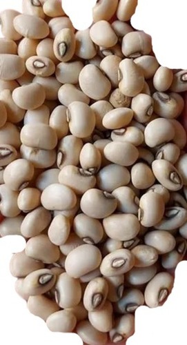 सूखे उच्च प्रोटीन और आमतौर पर उगाए जाने वाले मूंग के बीज