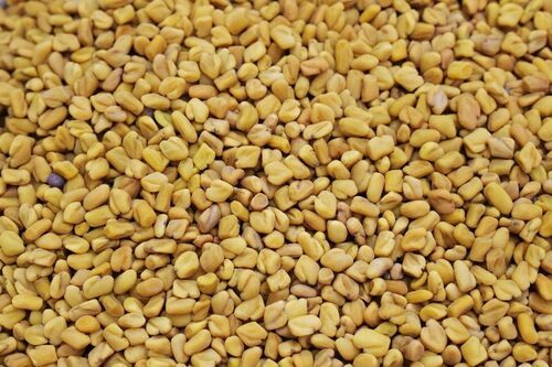 Dried Light Yellow Fenugreek Seeds (Methi) For Cooking And Medicinal Use