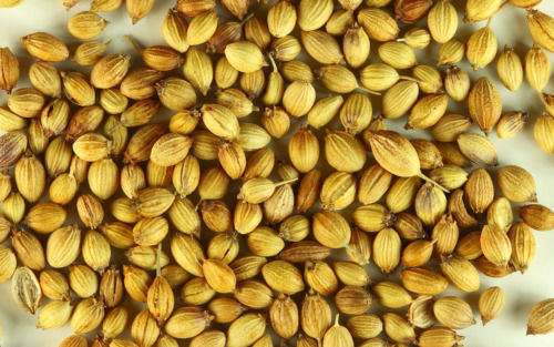 Zero Impurity Machine Cleaned Whole Dried Coriander Seeds (Dhaniya)