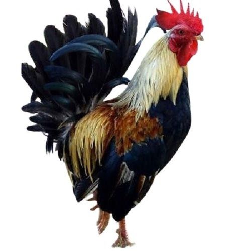 1kg Weighing Healthy And Nutritious Male Live Country Chicken
