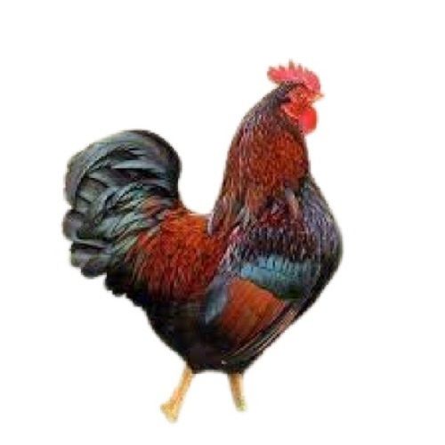 Multi Color 3 Kg White Female Country Breed Live Chicken For Meat And Egg Production