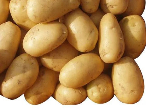 Natural And Healthy 64% Moisture Contain Fresh Seasoned Potato