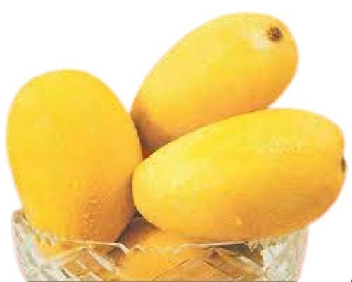 Oval Shape Sweet Taste Medium Size 1 Kilogram Farm Fresh Mango
