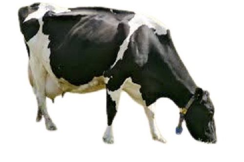 1500Kg Healthy Live Black With White Country Breed Dairy Cow Gender: Female