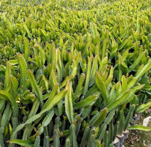 Arecaceae Outdoor Dragon Fruit Plant