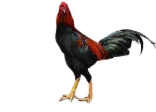 Black And Red Live Country Chicken