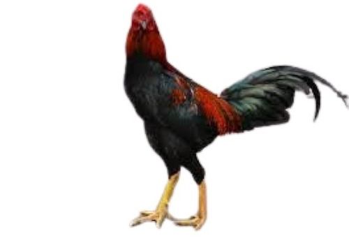 Black And Red Live Country Chicken Gender: Male